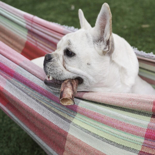 Freeze Dried Raw Bully Sticks - 5 Count