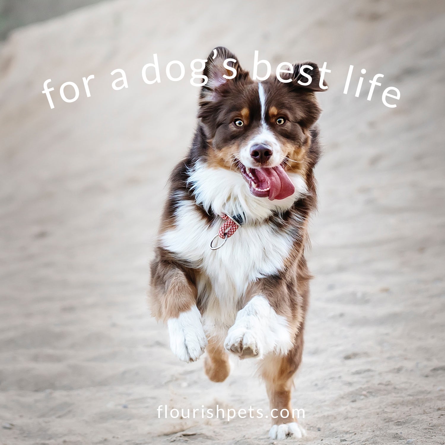 Peanut Butter Biscuits - 7oz